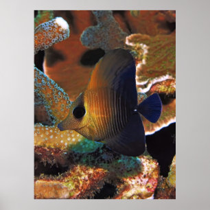 Póster Pescado en el Coral