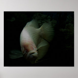 Póster Pescado en el tanque