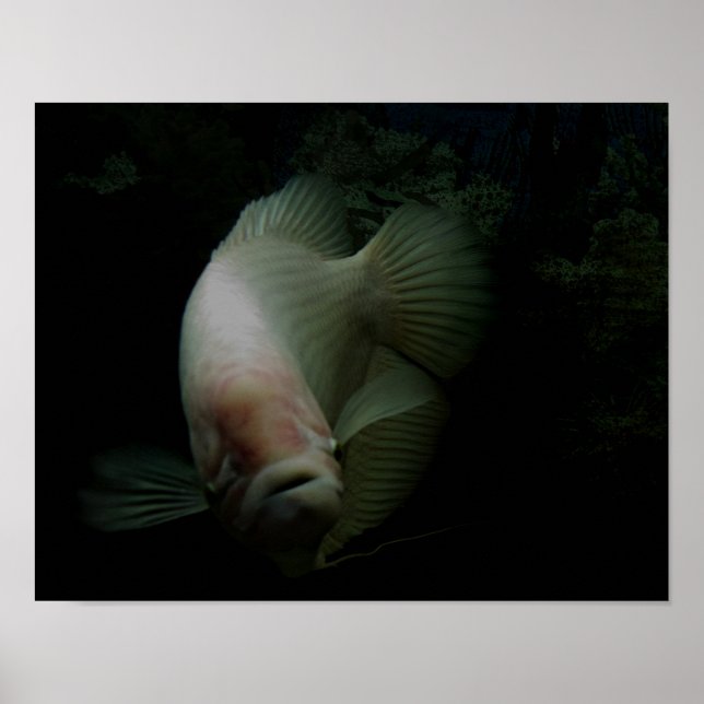Póster Pescado en el tanque (Frente)