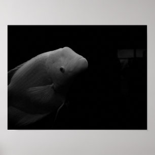 Póster Pescado en el tanque