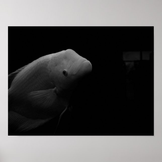 Póster Pescado en el tanque (Frente)