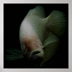 Póster Pescado en retrato de tanque