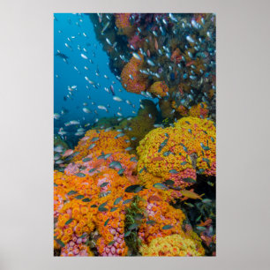 Póster Pescado entre los arrecifes de coral