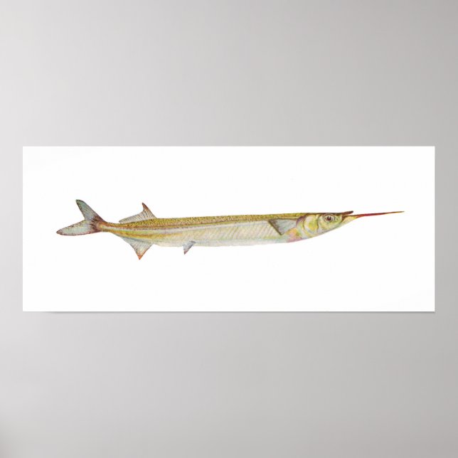 Póster Pescado - Garfish - Hyporhamphus intermedius (Frente)