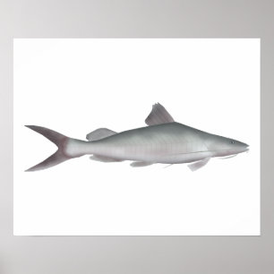 Póster Pescado gigante