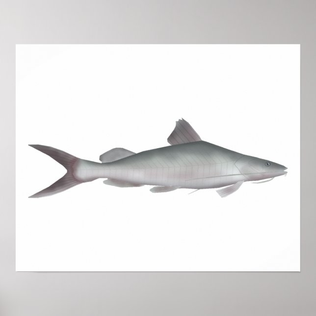 Póster Pescado gigante (Frente)