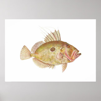 Póster Pescado - John Dory - Zeus faber