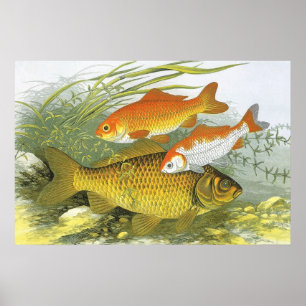 Póster Pescado Koi de pescado acuático vintage, vida mari