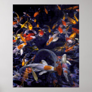 PÓSTER PESCADO KOI SOBRE FLUJO