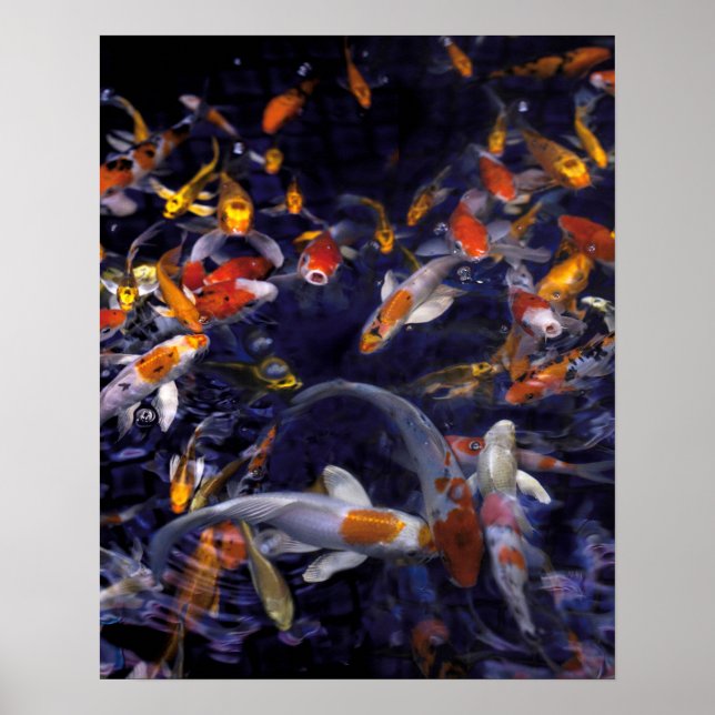 PÓSTER PESCADO KOI SOBRE FLUJO (Frente)
