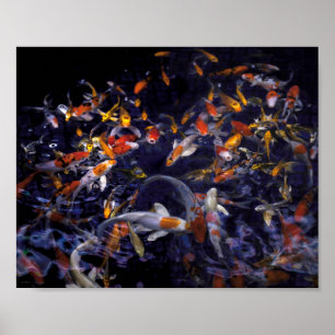 PÓSTER PESCADO KOI SOBRE FLUJO