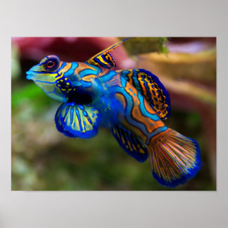 Póster Pescado mandarín
