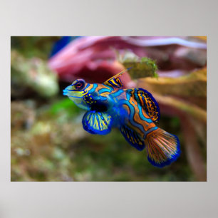 Póster Pescado mandarínico