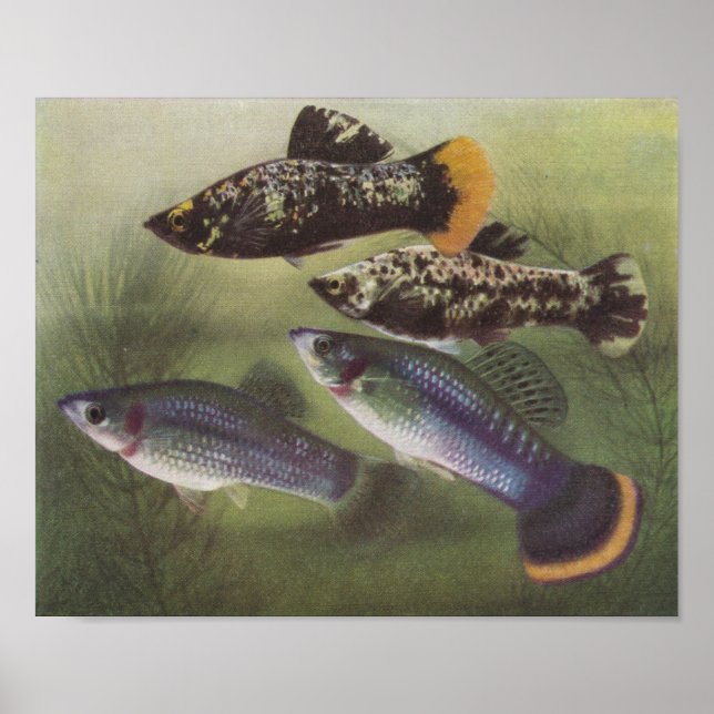 Póster Pescado - Mollies - Poecilia sphenops (Frente)
