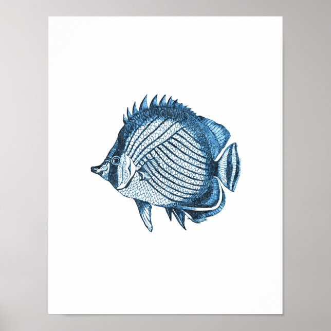 Póster Pescado náutico costa océano playa azul mar (Frente)
