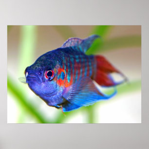 Póster Pescado paraíso Macropodus opercularis