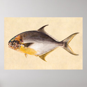 Póster Pescado Pompano Vintage - Plantilla de peces de ca