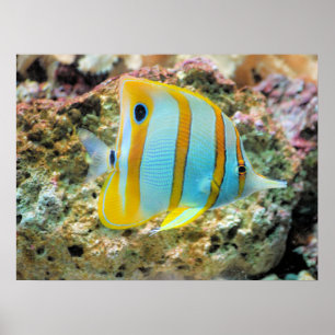 Póster Pescado poster-tropical