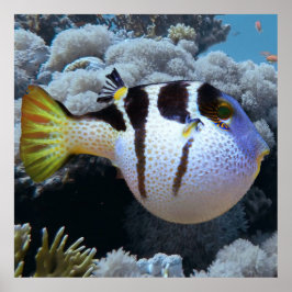 Póster Pescado Puffer