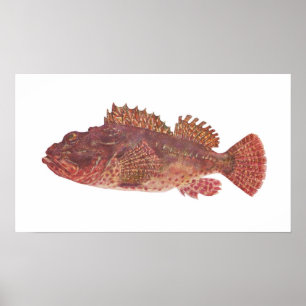 Póster Pescado - Red Rock Cod - Scorpaena cardinalis