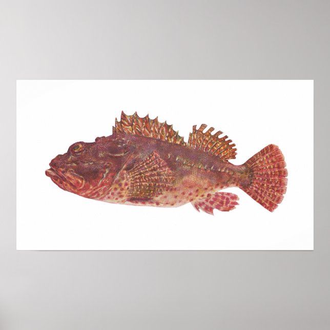 Póster Pescado - Red Rock Cod - Scorpaena cardinalis (Frente)