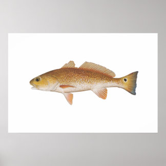 Póster Pescado rojo - Tambor rojo