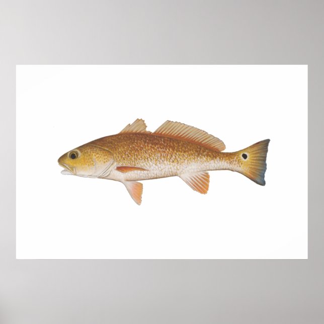 Póster Pescado rojo - Tambor rojo (Frente)