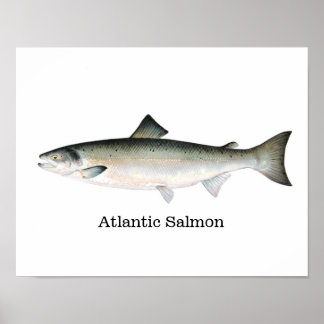 Póster Pescado Salmón Atlántico