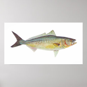 Póster Pescado - Salmón australiano - Arripis trutta