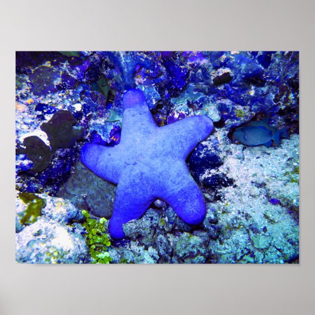 Póster Pescado Starfish Azul Tropical En El Coral Submari (Frente)