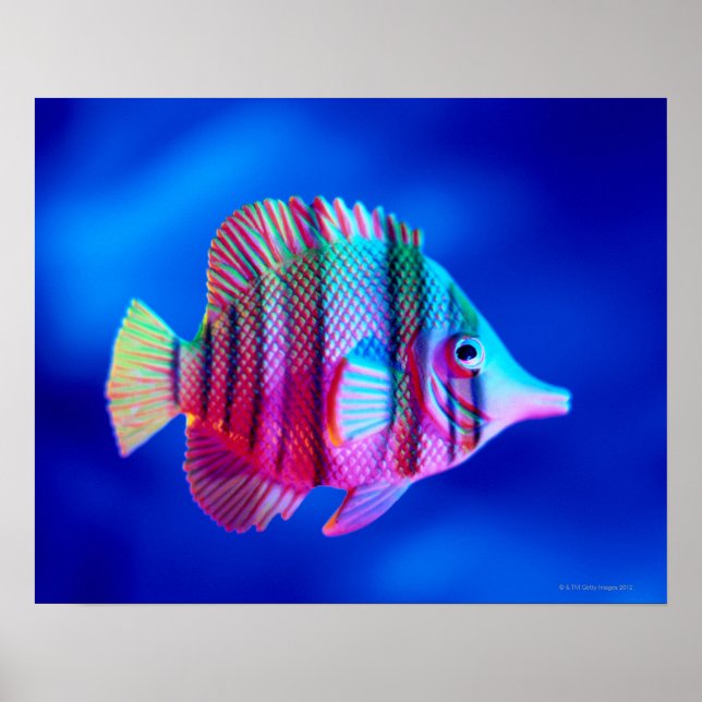 Póster Pescado tropical (Frente)