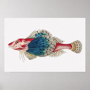 Póster Pescado tropical de agua salada del Mediterráneo