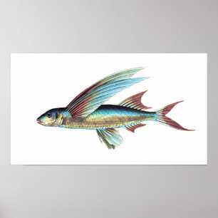 Póster Pescado tropical de agua salada del Mediterráneo