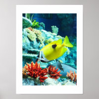 Pescado tropical de Tang