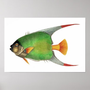 Póster Pescado tropical verde vintage