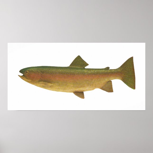 Póster Pescado - Trucha arco iris - Salmo gairdnerii (Frente)