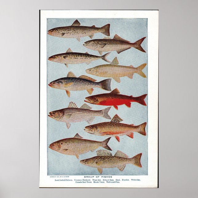 Póster Pescado Vintage (Frente)