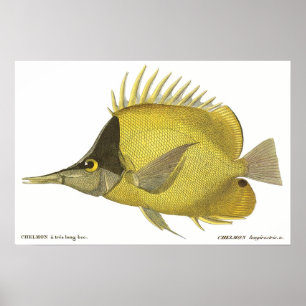 Póster Pescado vintage, Chelmon Tropical Amarillo Longiro