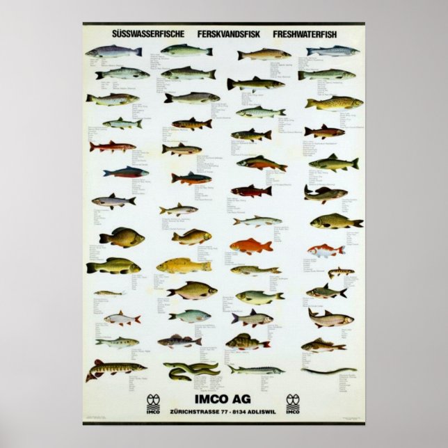 Póster Pescado Vintage Repro. Imprimir (Frente)