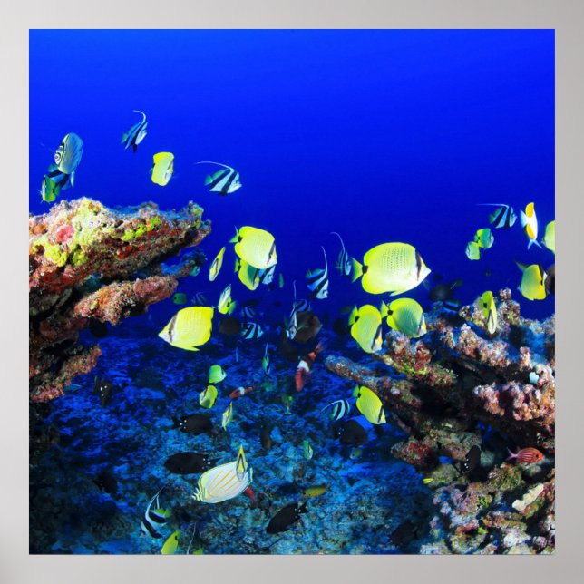 Póster Pescado Y Arrecife De Coral (Frente)