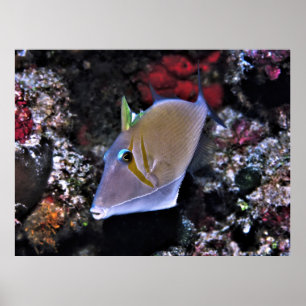 Póster Pescador
