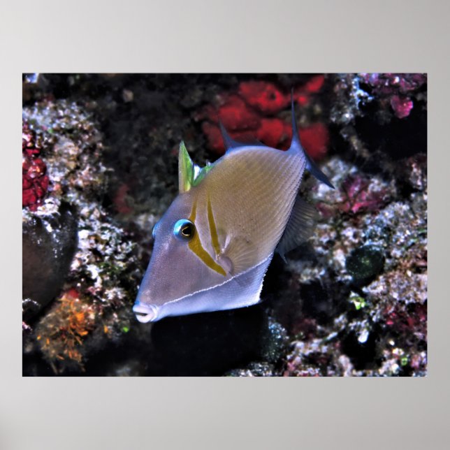 Póster Pescador (Frente)