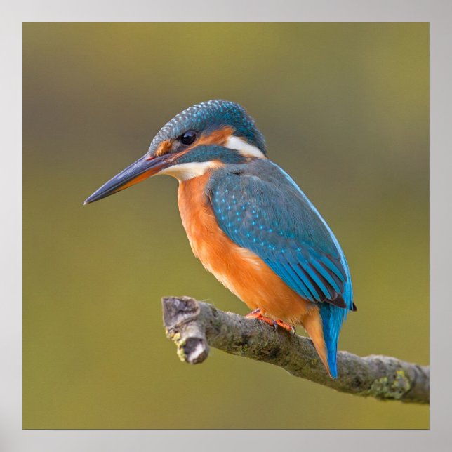 Póster Pescador común (Frente)