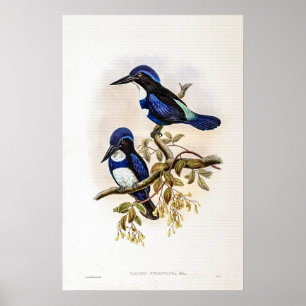 Póster Pescador negro y azul por John Gould