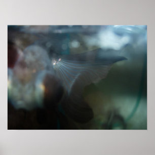 Póster Pescados artísticos modernos