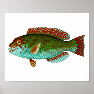 Póster Pescados coloridos del vintage
