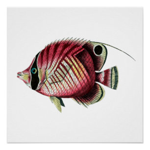 Póster Pescados coloridos exóticos