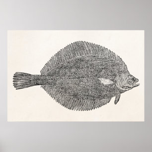 Póster Pescados comunes de la platija del lenguado del