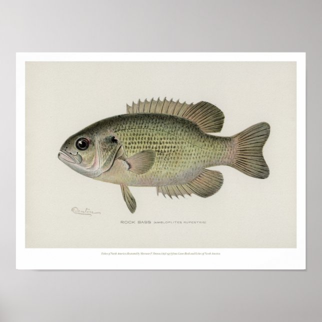 Póster Pescados de carne de vacuno - Poster de los peces  (Frente)