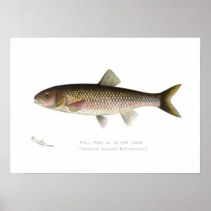 Póster Pescados de la caída o cacho de la plata